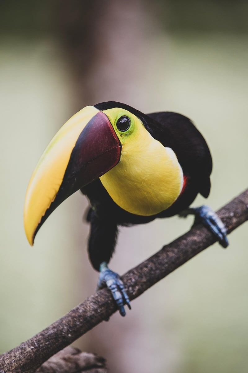 Monteverde Cloud Forest Reserve, Costa Rica
