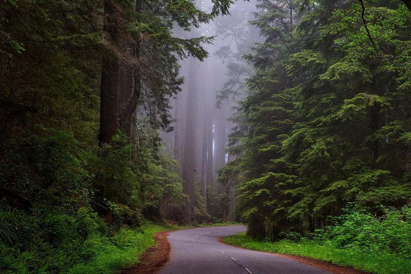 Muir Woods National Monument, California