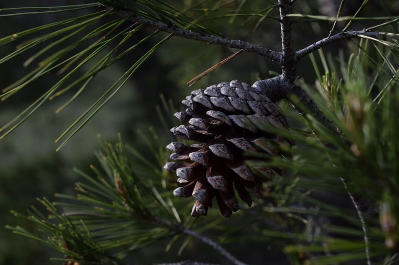 Pinecone Place Cards