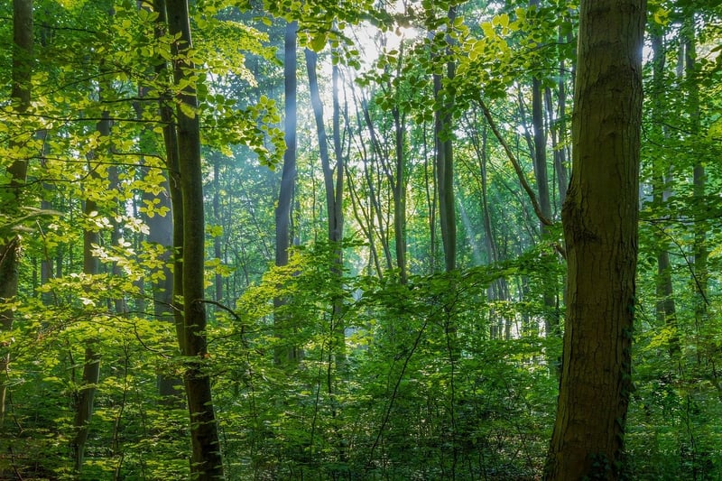 Sherwood Forest, England